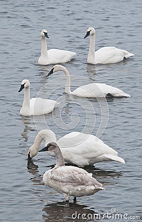 Flock of Trumpeter Swans in River Stock Photo