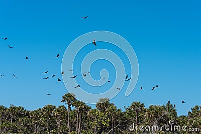 Flock of Turkey Vultures circling over concentration of dead fish on south west Florida beach Stock Photo
