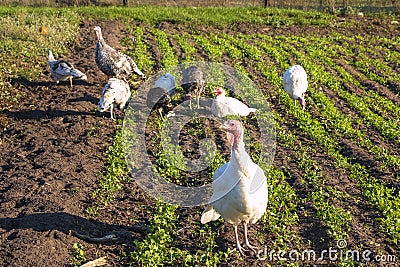 Flock of turkey Stock Photo