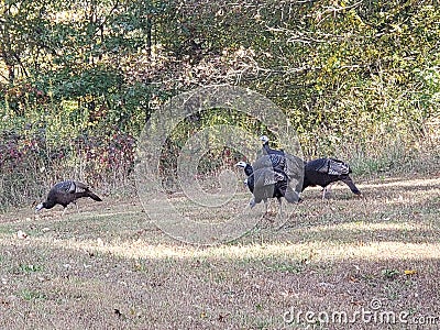 View of a Flock of Turkeys, Blendon Woods Metro Park, Columbus, Ohio Stock Photo