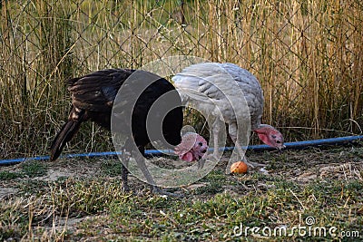 Flock of turkeys on the farmyard. Thanksgiving day symbol Stock Photo