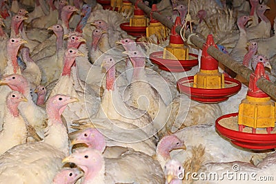 Flock of turkeys Stock Photo