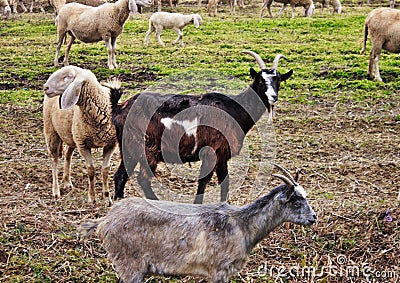 flock in the valley, sheep and goats are moved from one area to another through drained land. Stock Photo