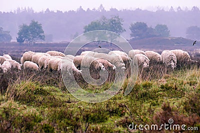 Flock of Veluwe Heath Sheep on the Ermelosche heide Editorial Stock Photo