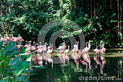 Wading pink flamingo birds Stock Photo