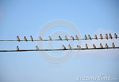 Forest birds of waxwings on wires Stock Photo