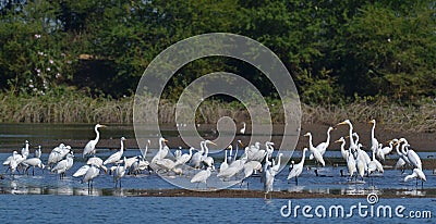 Flock of Wetland Birds at the Pond Stock Photo