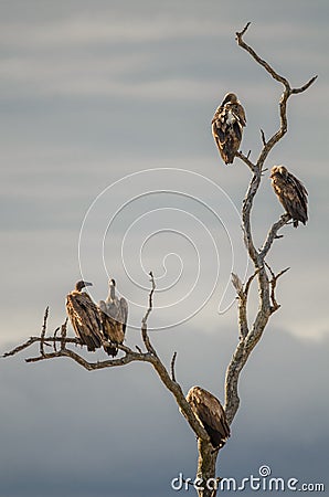 A flock of white-backed vultures gyps africanus perched on the branches of a dead tree Stock Photo
