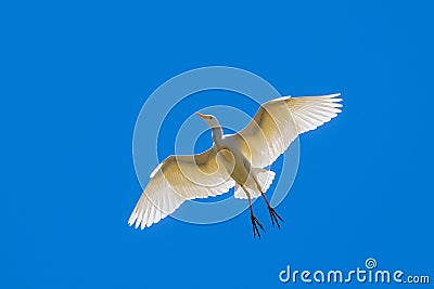 Flock of white cattle egret birds landing on a tree Stock Photo