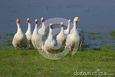 Flock of white domestic geese marching Stock Photo