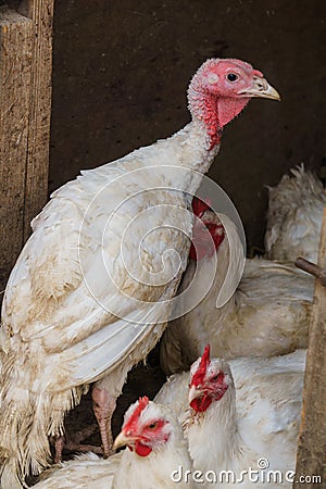 A flock of white domestic turkeys and broiler chickens on an ecological farm walks in a bird pen Stock Photo