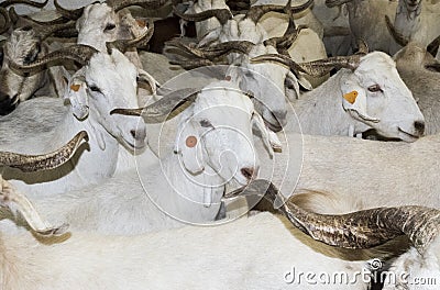 Flock of white goats in milking farm Stock Photo