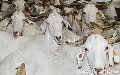 Flock of white goats in milking farm Stock Photo
