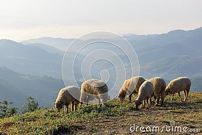 Flock of white sheep gazing the grass on the hill at morning valley clear white sky background Stock Photo