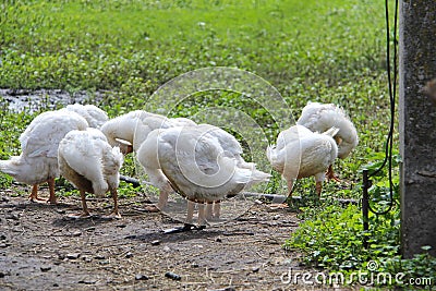 A flock of white young geese Stock Photo