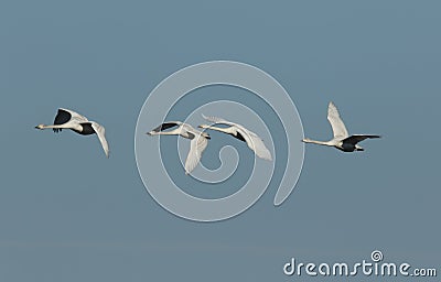 A flock of stunning Whooper Swan Cygnus cygnus flying in the blue sky. Stock Photo