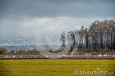 Flock of Whooper swan, Cygnus walking on field Stock Photo