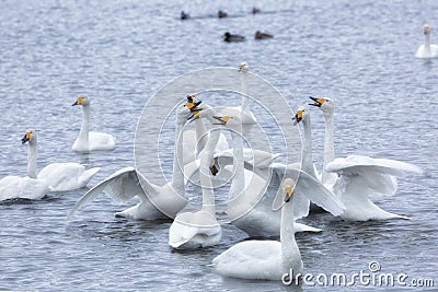 A flock of Whooper swan Stock Photo