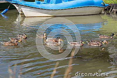 Flock of wild ducks - mallards Stock Photo