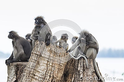 Flock of wild dusky leaves monkey on tree stump Stock Photo