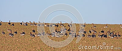 Flock of wild geese Stock Photo