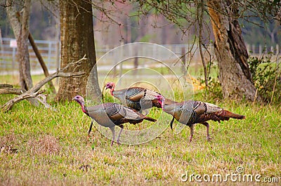 A flock of wild Osceola turkeys in Florida Stock Photo