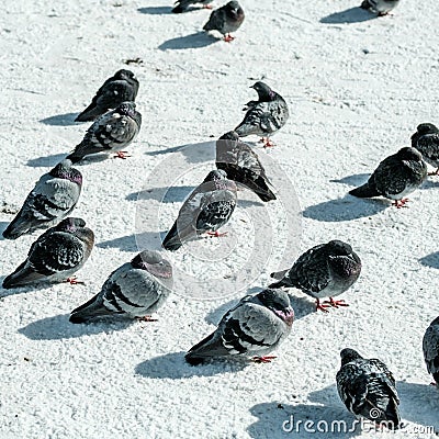 A Flock Of Wild Pigeons On Snow Covered Ground In Winter Downtown Stavanger Stock Photo