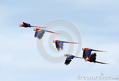 Flock of wild scarlet macaws , corcovado, costa rica Stock Photo