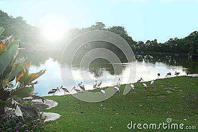 Flock of Yellow-billed stork near lake, pond in zoo or nature reserve. Mycteria ibis, Ciconiidae Stock Photo
