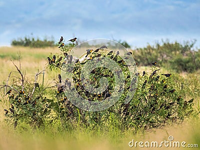 Flock Of Yellow Headed Blackbirds Stock Photo