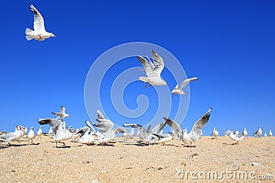 Flock of young seagulls Stock Photo