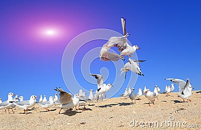 A flock of young seagulls Stock Photo