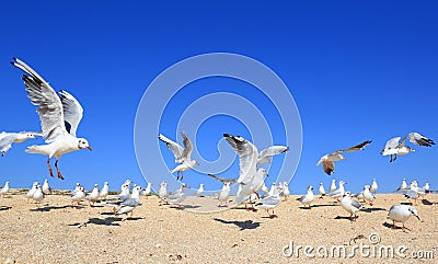 Flock of young seagulls Stock Photo