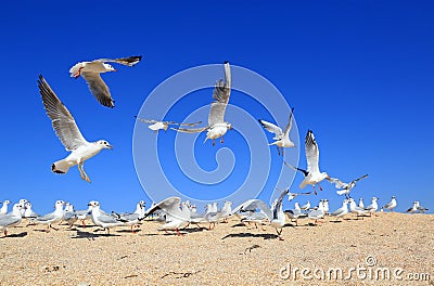 Flock of young seagulls Stock Photo