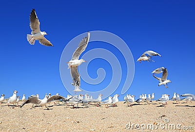 Flock of young seagulls Stock Photo