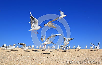 Flock of young seagulls Stock Photo