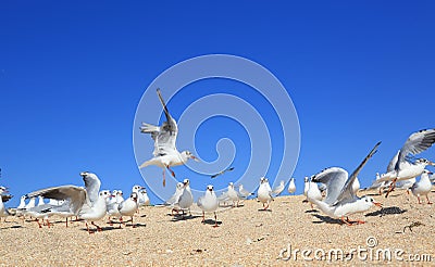 A flock of young seagulls over seashore Stock Photo