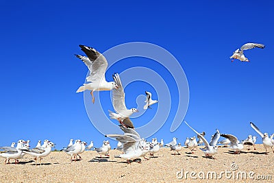 Flock of young seagulls over snady seashore Stock Photo