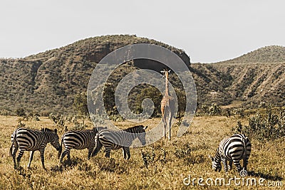 Flock of zebras and giraffe walking in Kenya Stock Photo