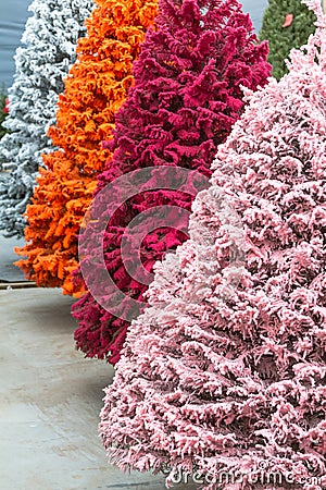 Flocked Christmas Trees Stock Photo