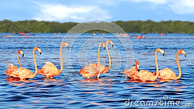 Flocks of beautiful pink flamingos in the Celestun National Park. Mexico. Yucatan. Stock Photo