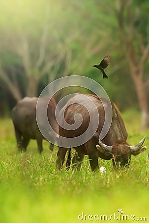 Flocks of birds catching insects from water buffalos Stock Photo