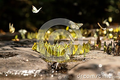 Flocks of butterflies live in the forest, Stock Photo