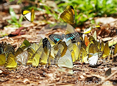 Flocks of butterflies live in the forest, soft focus image. Stock Photo
