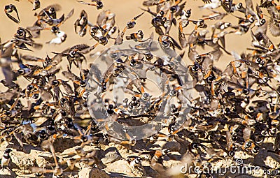 Flocks of Cape Sparrows fly to and from the waterhole for safety Stock Photo