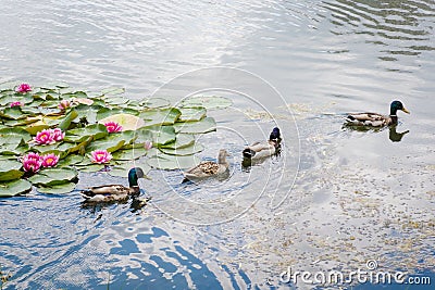 Colorful drake mallard or wild duck. Birds and animals in wildlife concept Stock Photo