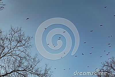 Flocks of migratory birds, high in the sky. They fly overhead against the blue sky. Black silhouettes with wings in large Stock Photo