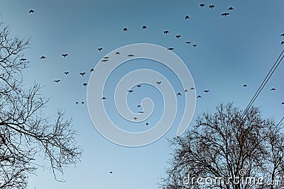 Flocks of migratory birds, high in the sky. They fly overhead against the blue sky. Black silhouettes with wings in large Stock Photo