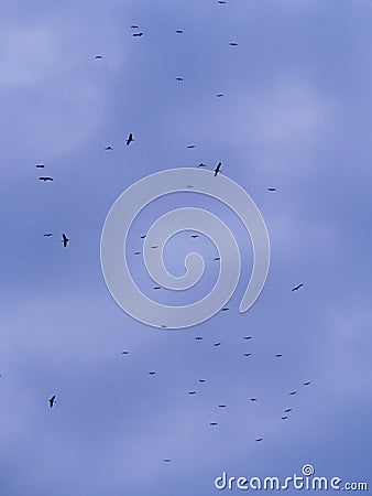 The Flocks of Open-billed Stork Birds Flying Stock Photo