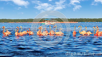 Flocks of pink flamingos and tourist boat in Celestun National Park. Mexico. Yucatan. Stock Photo